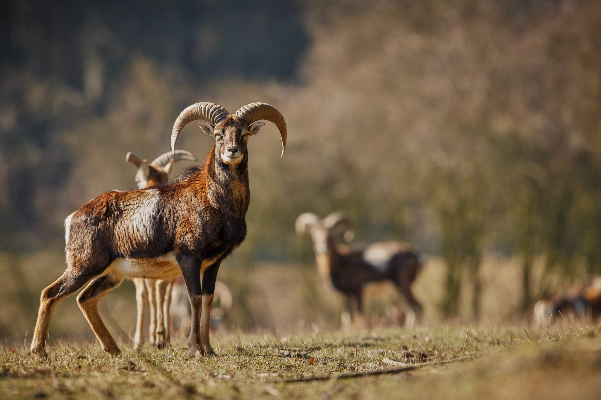 Parc animalier du Merler